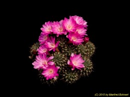 Sulcorebutia steinbachii v. 1116